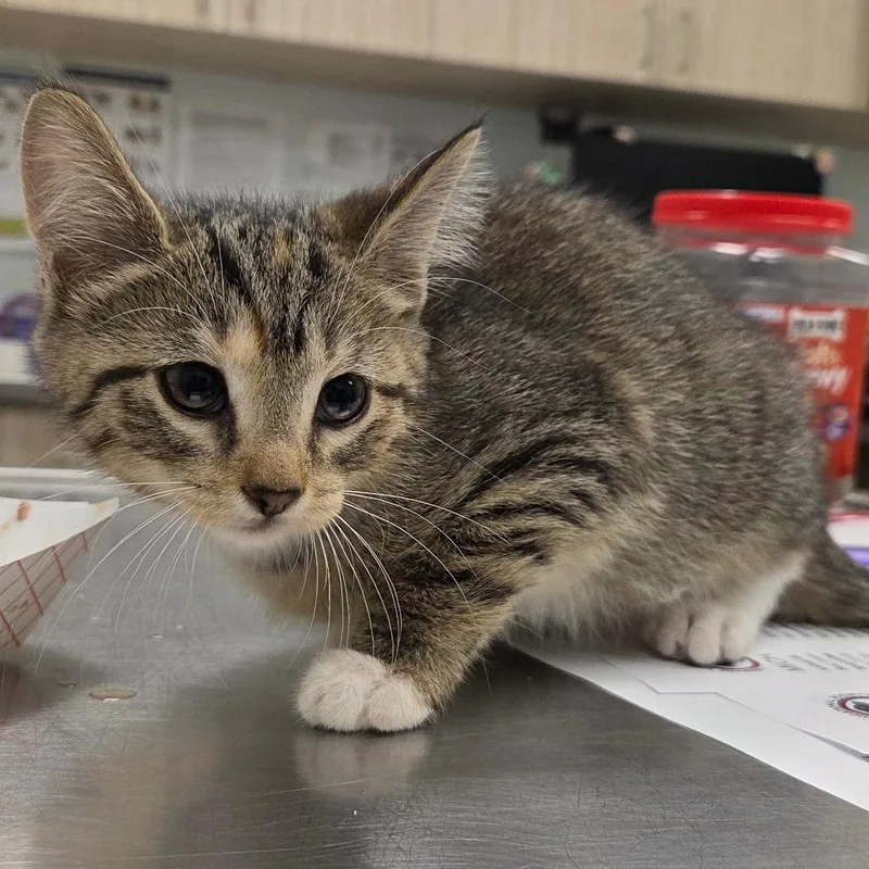 A baby small-sized female Brown / Chocolate Domestic Short Hair cat named Sox for adoption in Chattanooga, TN