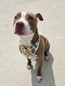 Nala