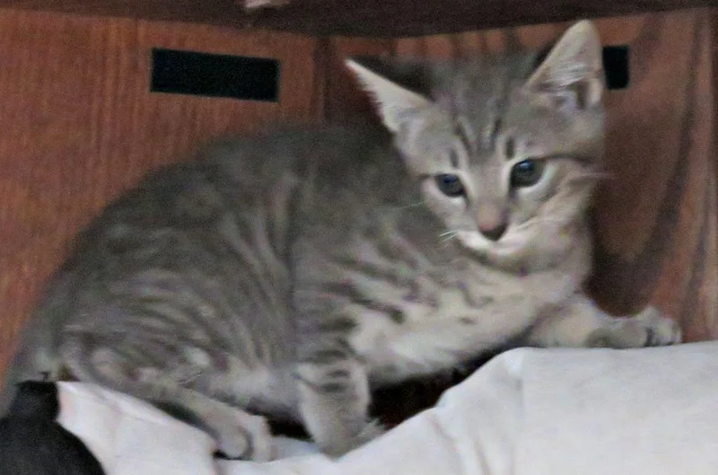 A baby medium-sized male Tabby (Gray / Blue / Silver) Domestic Short Hair cat named Dorman for adoption in Lexington, VA