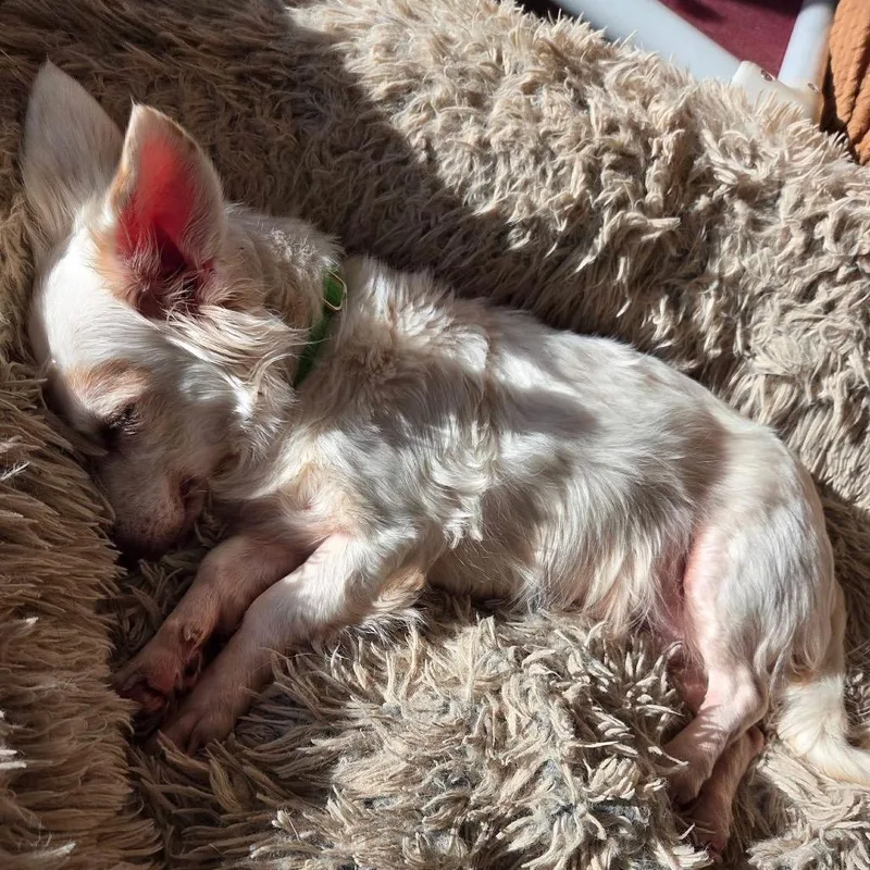A senior small-sized male White / Cream Fox Terrier dog named Ernie for adoption in Tunkhannock, PA