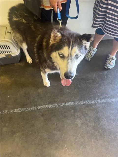 An adult large-sized male Siberian Husky dog named Kimba for adoption in Los Angeles, CA