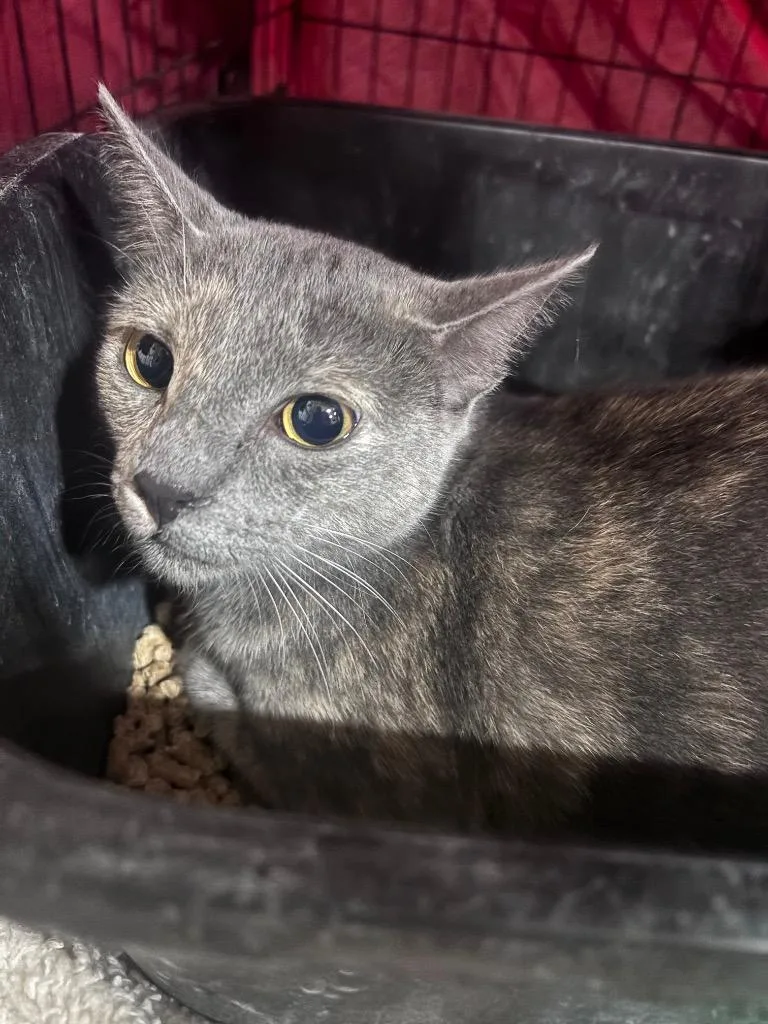 A young small-sized female Domestic Short Hair cat named Lea for adoption in Corpus Christi, TX