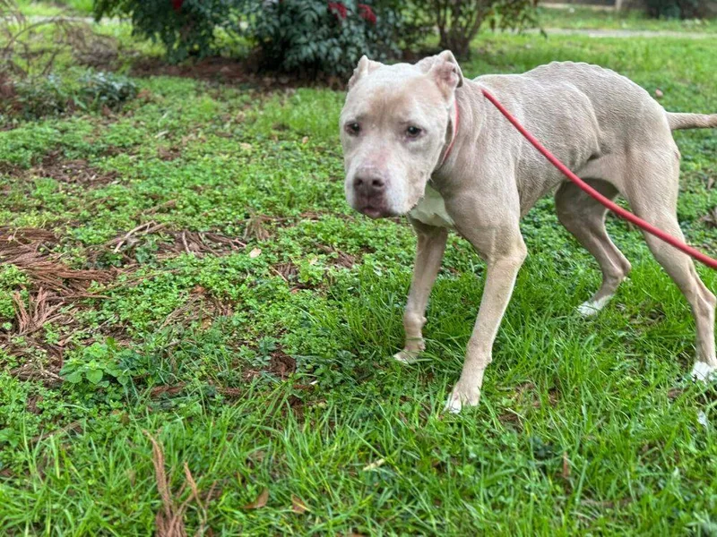 Priscillaaka Prissy thumbnail 2