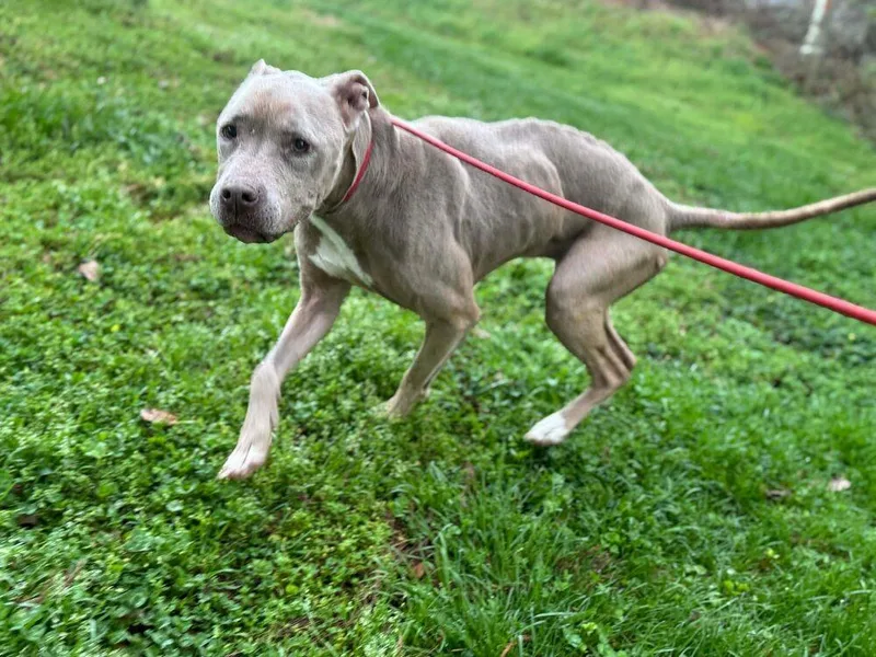 Priscillaaka Prissy thumbnail 3