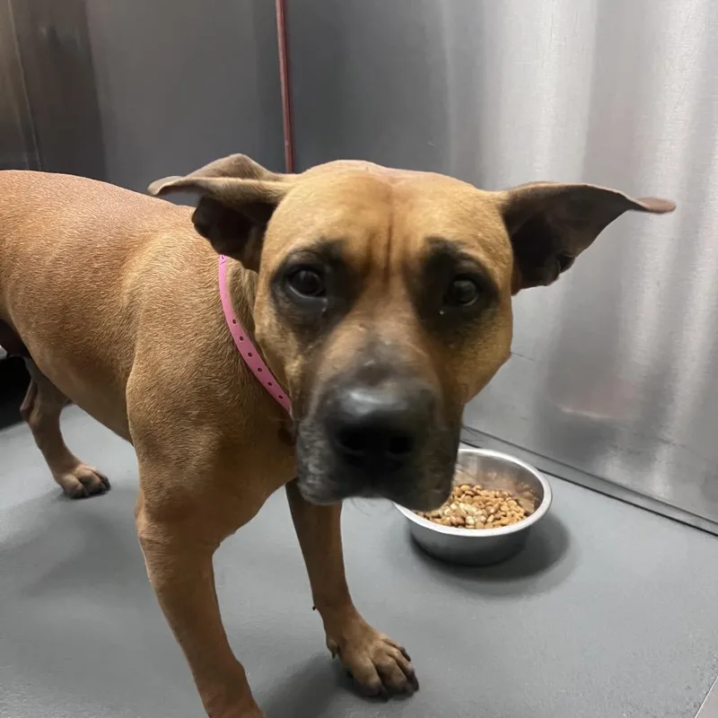 An adult medium-sized female Yellow / Tan / Blond / Fawn Mixed Breed dog named Frankie for adoption in Memphis, TN