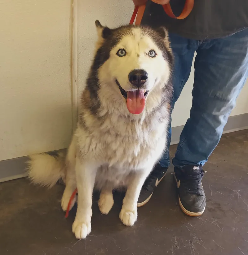 An adult large-sized female Siberian Husky dog named Nala for adoption in Los Angeles, CA