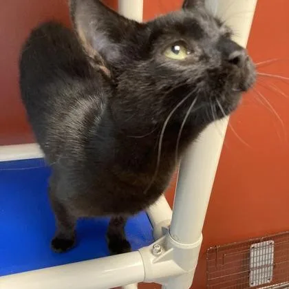 A young medium-sized female Domestic Short Hair cat named Fern for adoption in Janesville, WI