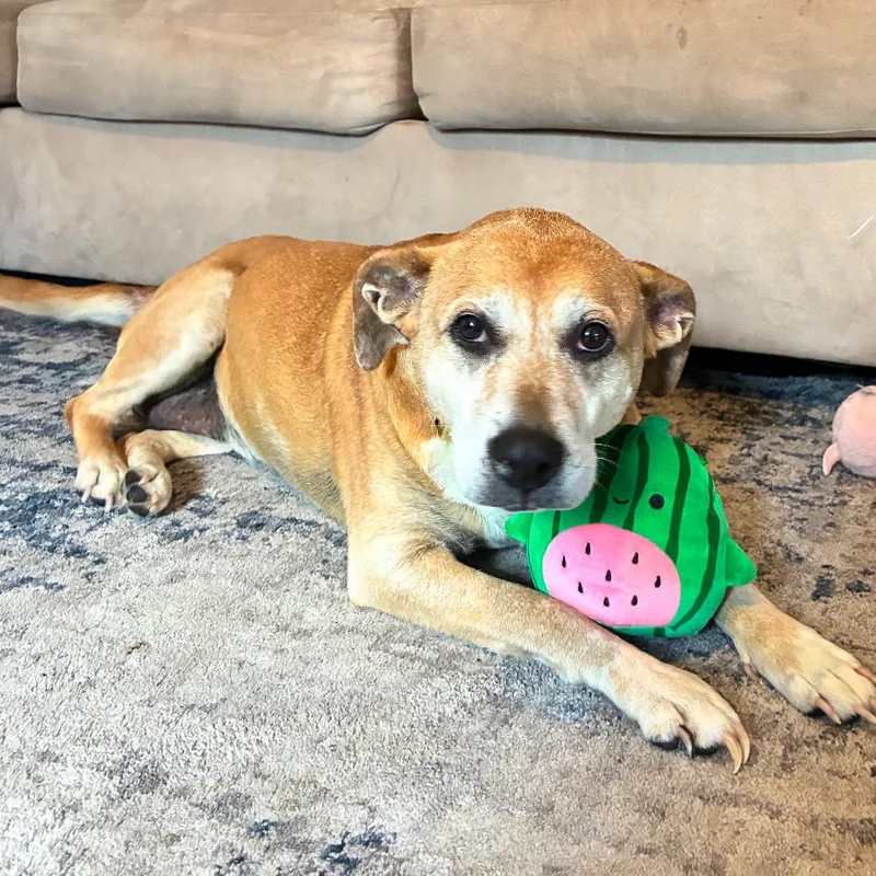 A senior medium-sized female Brown / Chocolate Rhodesian Ridgeback dog named Addy for adoption in Tunkhannock, PA