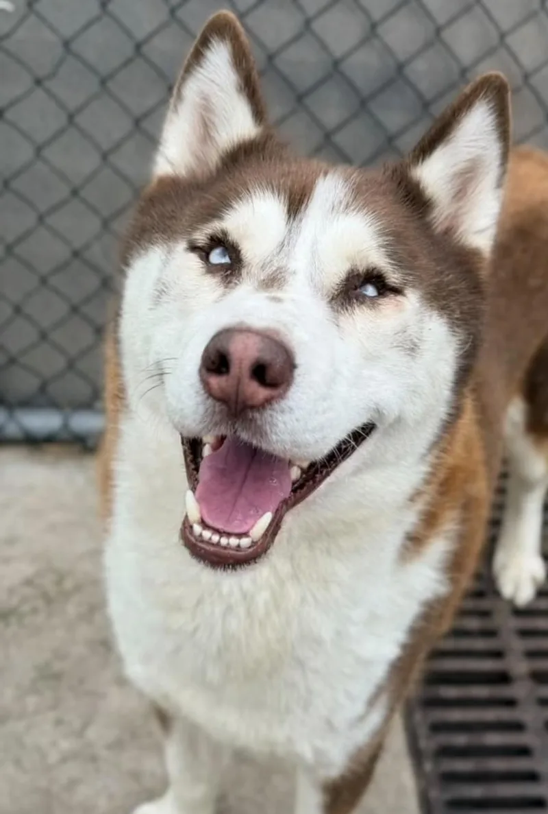 An adult medium-sized male Husky dog named Brando for adoption in Chicago, IL