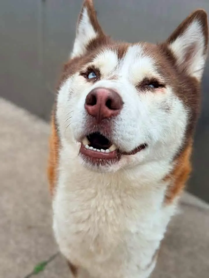 Brando thumbnail 4