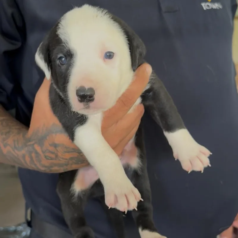 A baby small-sized male Black Pit Bull Terrier dog named Dawgh for adoption in Detroit Lakes, MN