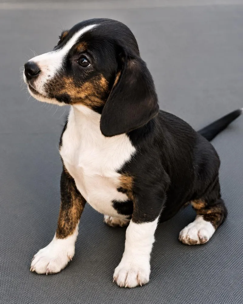 Beagler