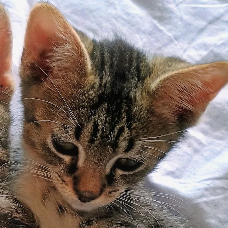 A baby small-sized male Brown / Chocolate Domestic Short Hair cat named Kyle for adoption in Wappingers Falls, NY