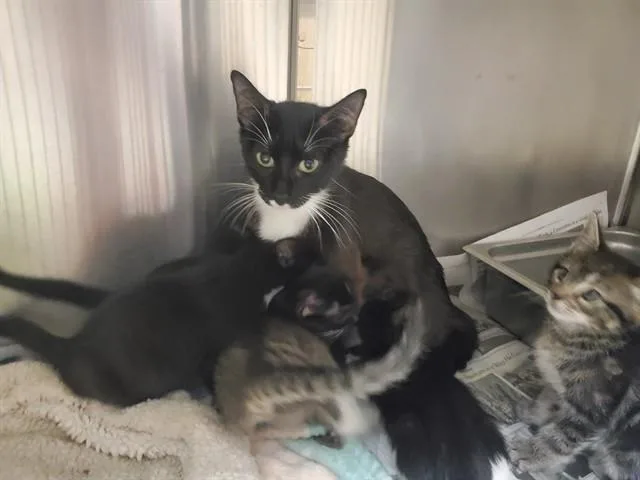 A young medium-sized female Domestic Short Hair cat named Ruby for adoption in Olivette, MO
