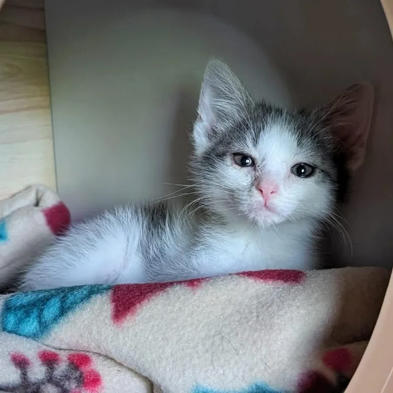 A baby small-sized male Gray / Blue / Silver Domestic Medium Hair cat named Thomas for adoption in Lexington, KY