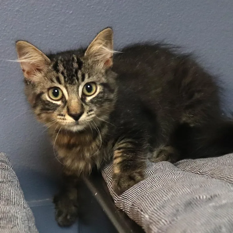 A baby small-sized male Domestic Medium Hair cat named Paul for adoption in Lakeland, FL