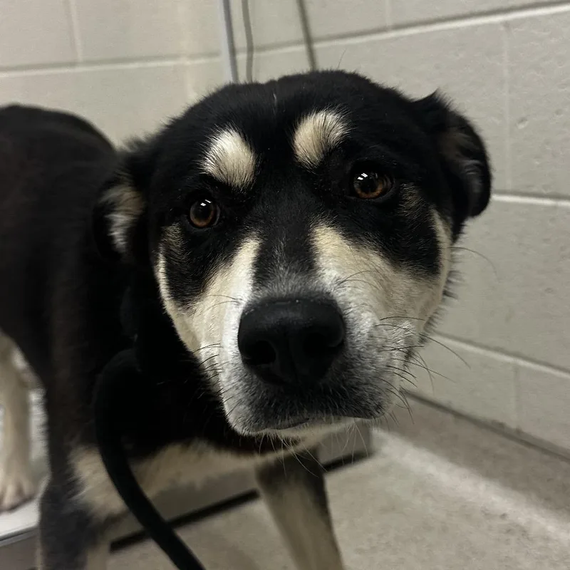 An adult medium-sized female Black Mixed Breed dog named Henny for adoption in Murray, UT
