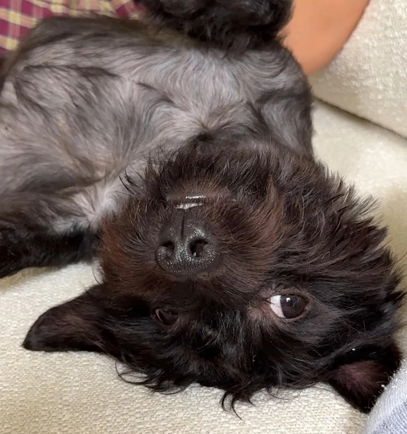 A young small-sized male Brown / Chocolate Skye Terrier dog named Conrad for adoption in Brooklyn, NY