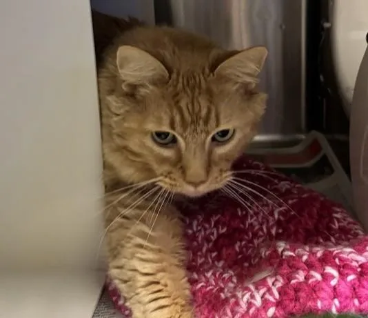 Nala