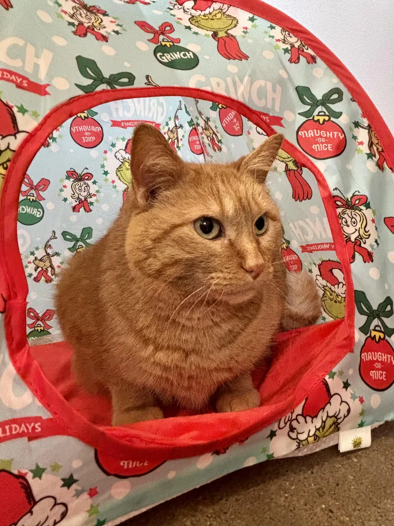 An adult large-sized female Orange & White Domestic Short Hair cat named Sunny for adoption in Shenandoah, IA