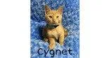 Cygnet