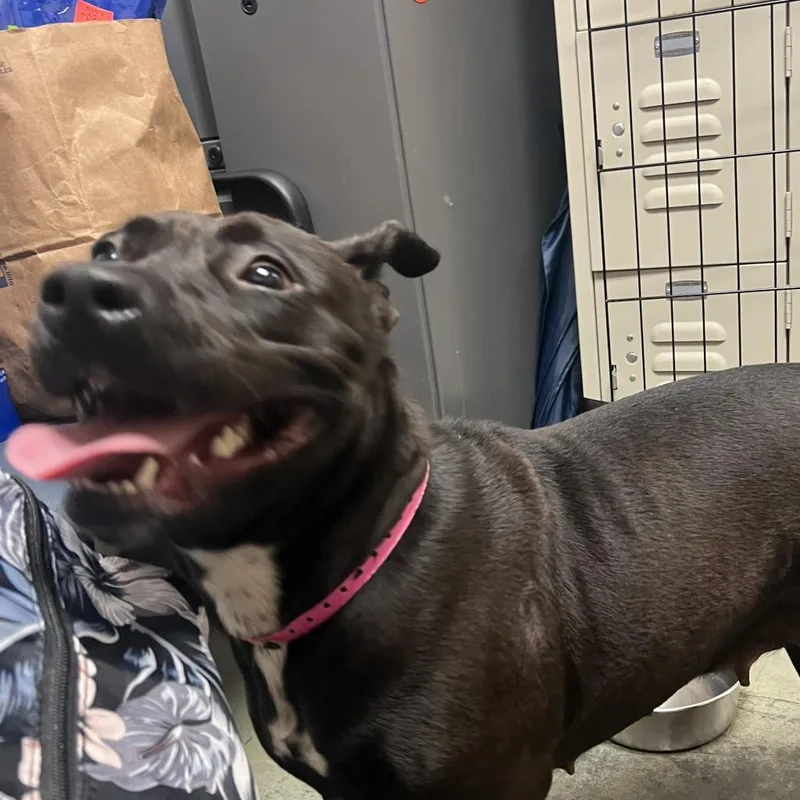 Carol Brady thumbnail 4