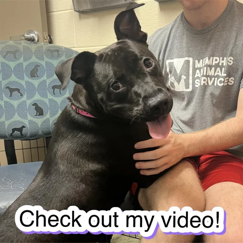 Carol Brady thumbnail 6