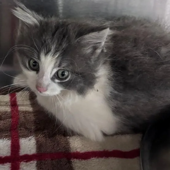 A baby medium-sized male Gray / Blue / Silver Domestic Long Hair cat named George for adoption in Allegan, MI