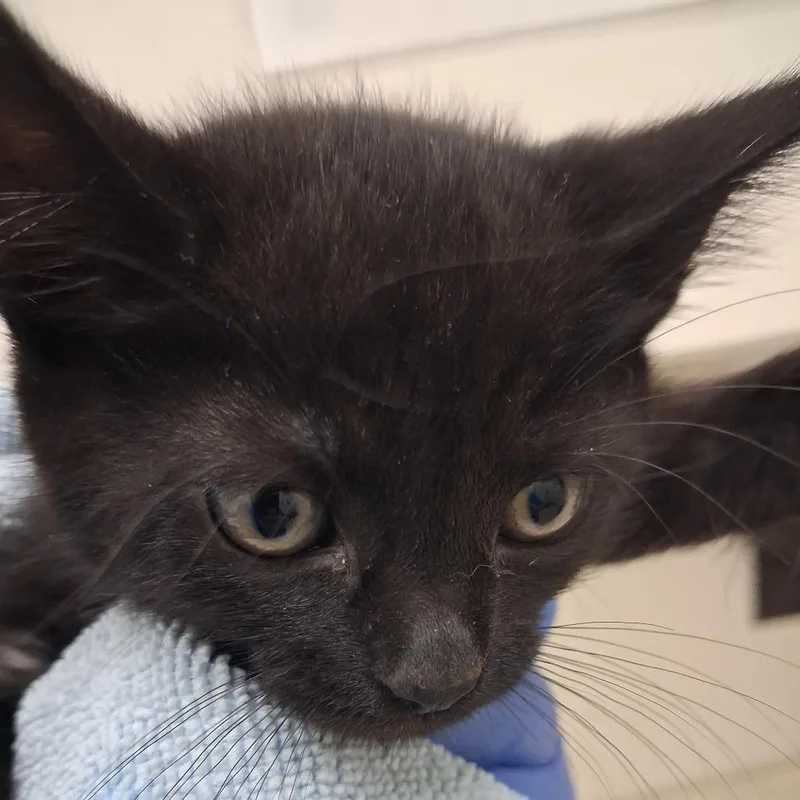 A baby small-sized female Black Domestic Short Hair cat named Bowie for adoption in Auburn, AL