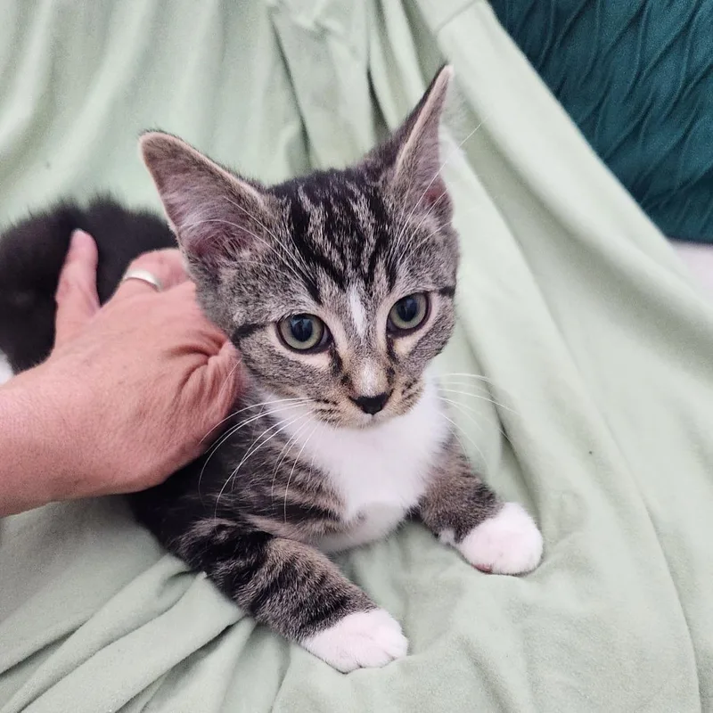 A baby small-sized male Gray / Blue / Silver Domestic Short Hair cat named Donovan for adoption in Chapel Hill, NC