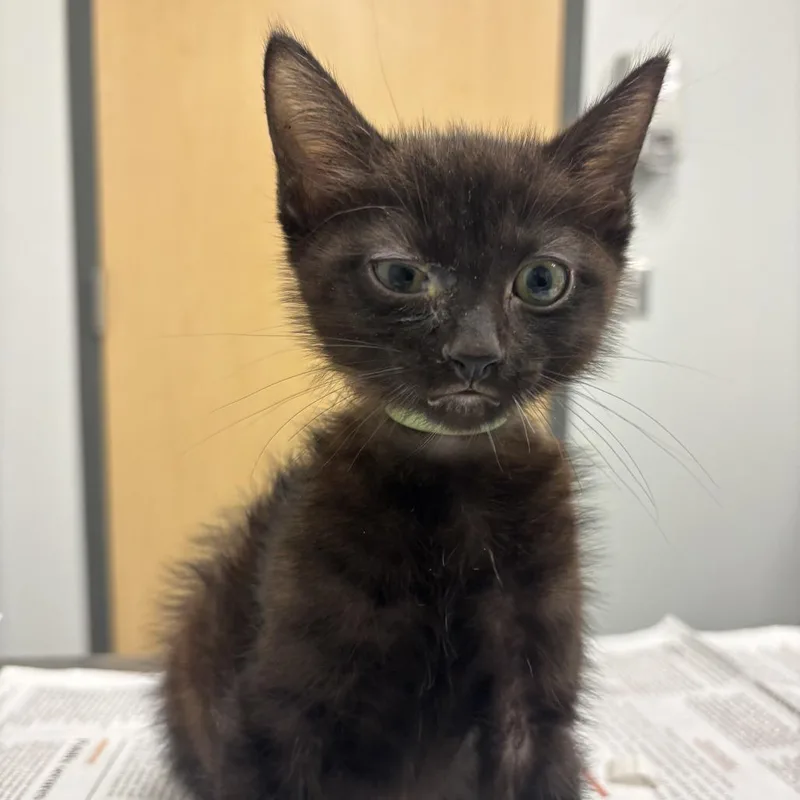 A baby small-sized male Black Domestic Short Hair cat named Worm for adoption in Jacksonville, FL
