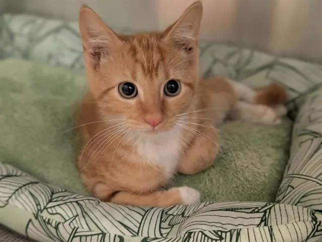 A baby medium-sized female Domestic Short Hair cat named Lulu for adoption in Dallas, TX