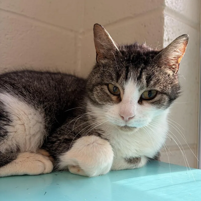 A young medium-sized female Brown / Chocolate Domestic Short Hair cat named Squeak for adoption in Franklin, NC