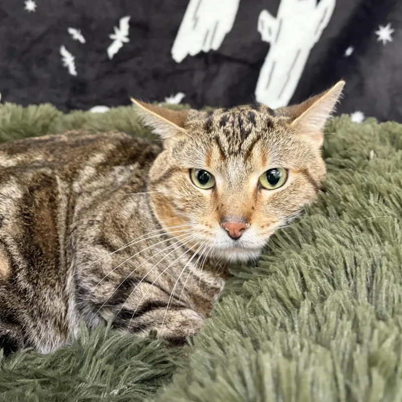 An adult medium-sized male Torbie Domestic Short Hair cat named Toby for adoption in Deerfield, IL