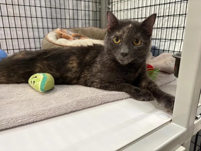 A young medium-sized female Domestic Short Hair cat named Anne for adoption in Raleigh, NC