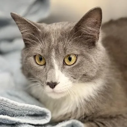 A young small-sized male Gray / Blue / Silver Domestic Medium Hair cat named Mao Mao for adoption in Atlanta, GA