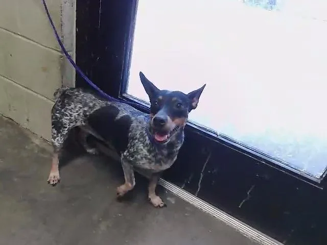 An adult small-sized female Dachshund dog named Luna for adoption in Tulsa, OK