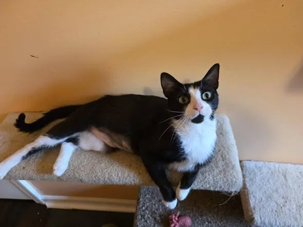 An adult medium-sized female Domestic Short Hair cat named Darling Dottie for adoption in Wilmington, NC