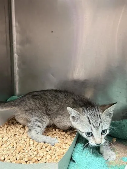 A baby small-sized female Domestic Short Hair cat named 61777297 for adoption in El Paso, TX