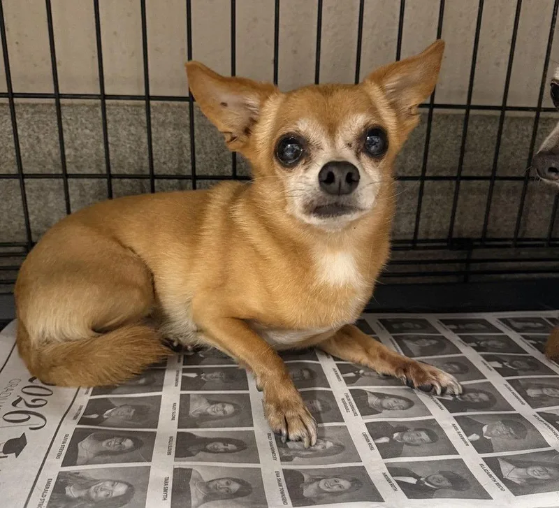 A young medium-sized male Chihuahua dog named Cricket for adoption in Columbia, TN