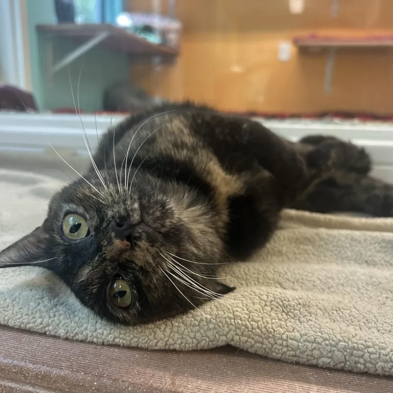A young medium-sized female Tortoiseshell Domestic Short Hair cat named Aura for adoption in Fresno, CA