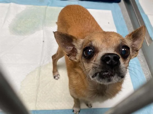 A senior small-sized male Chihuahua dog named Stanley for adoption in Tustin, CA