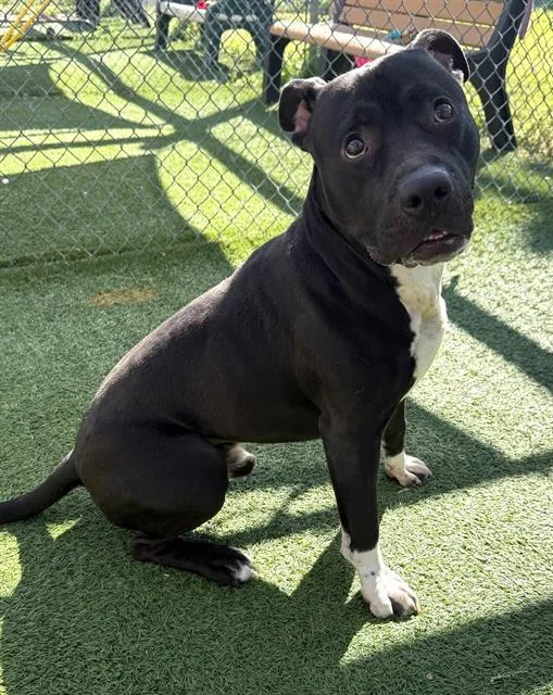 A young large-sized male Mixed Breed dog named Onyx for adoption in Columbia, SC