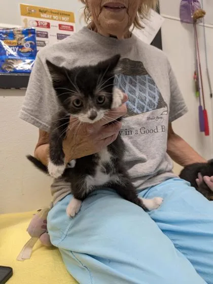 A baby small-sized male Domestic Short Hair cat named Shrek for adoption in West Chester, PA