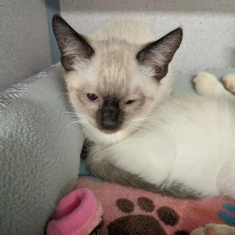 A baby small-sized male Cream / Ivory Domestic Short Hair cat named Harry for adoption in Greenville, PA