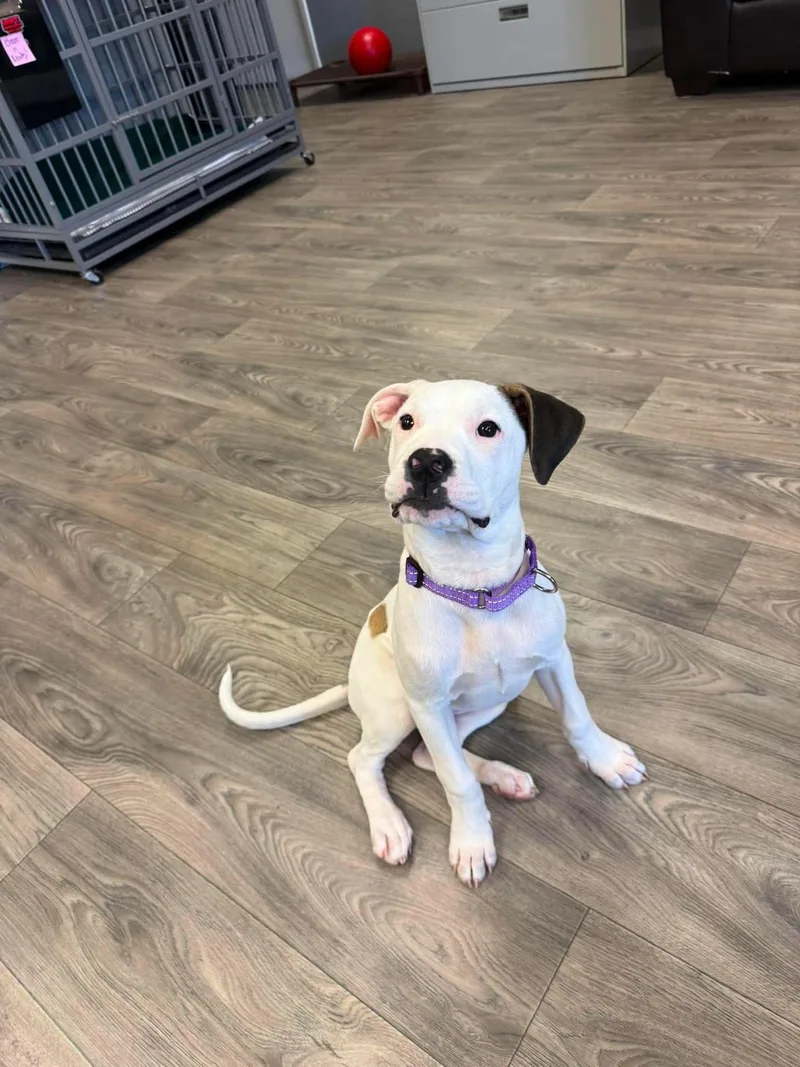 A baby medium-sized female Pit Bull Terrier dog named Gigi for adoption in Duluth, MN