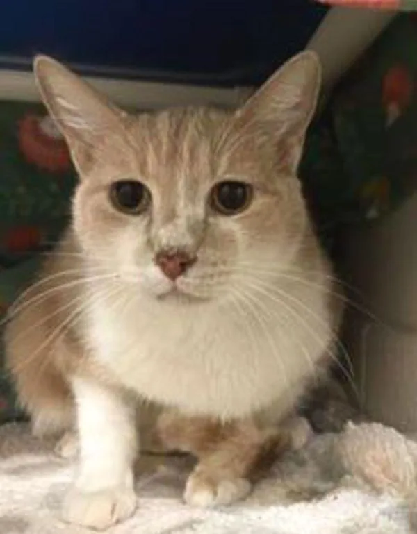 A senior medium-sized male Domestic Short Hair cat named Mr. Bubbles for adoption in Santa Rosa, CA
