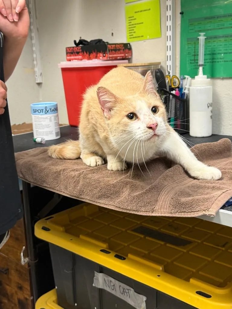 An adult medium-sized male Domestic Short Hair cat named Thomas Jeffpurrson for adoption in Sorrento, LA