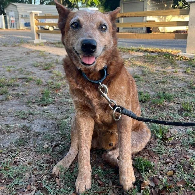 An adult medium-sized male Red / Chestnut / Orange Cattle Dog dog named Bentley for adoption in Lake Panasoffkee, FL