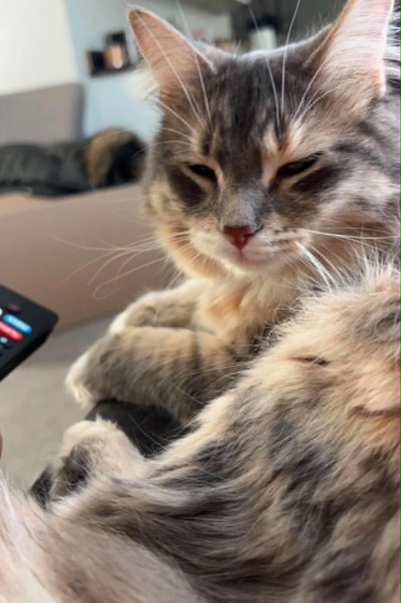 An adult medium-sized female Dilute Calico Domestic Short Hair cat named Pinky and Paris for adoption in Battle Creek, MI